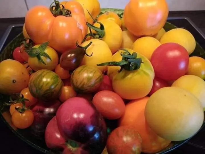 tomaten