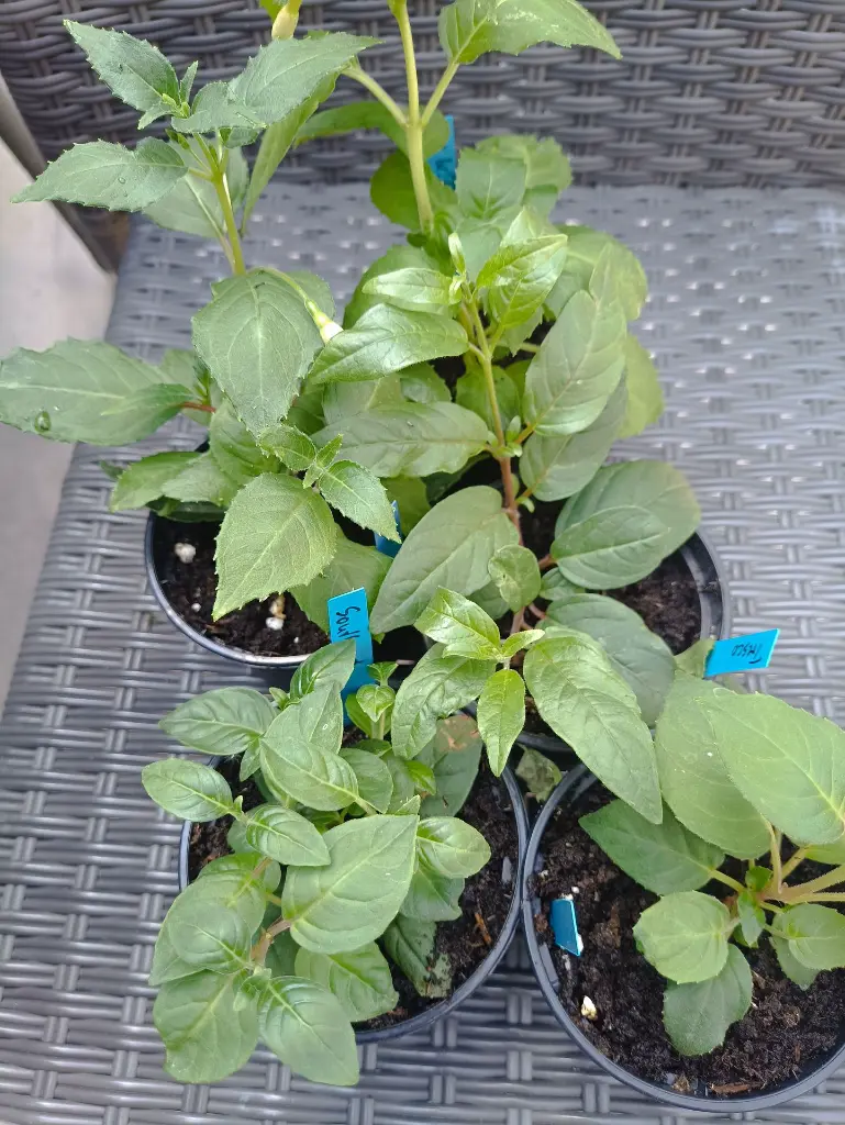 ae9a753d-1eb6-4713-a93c-277afb169ac5 (1).webp