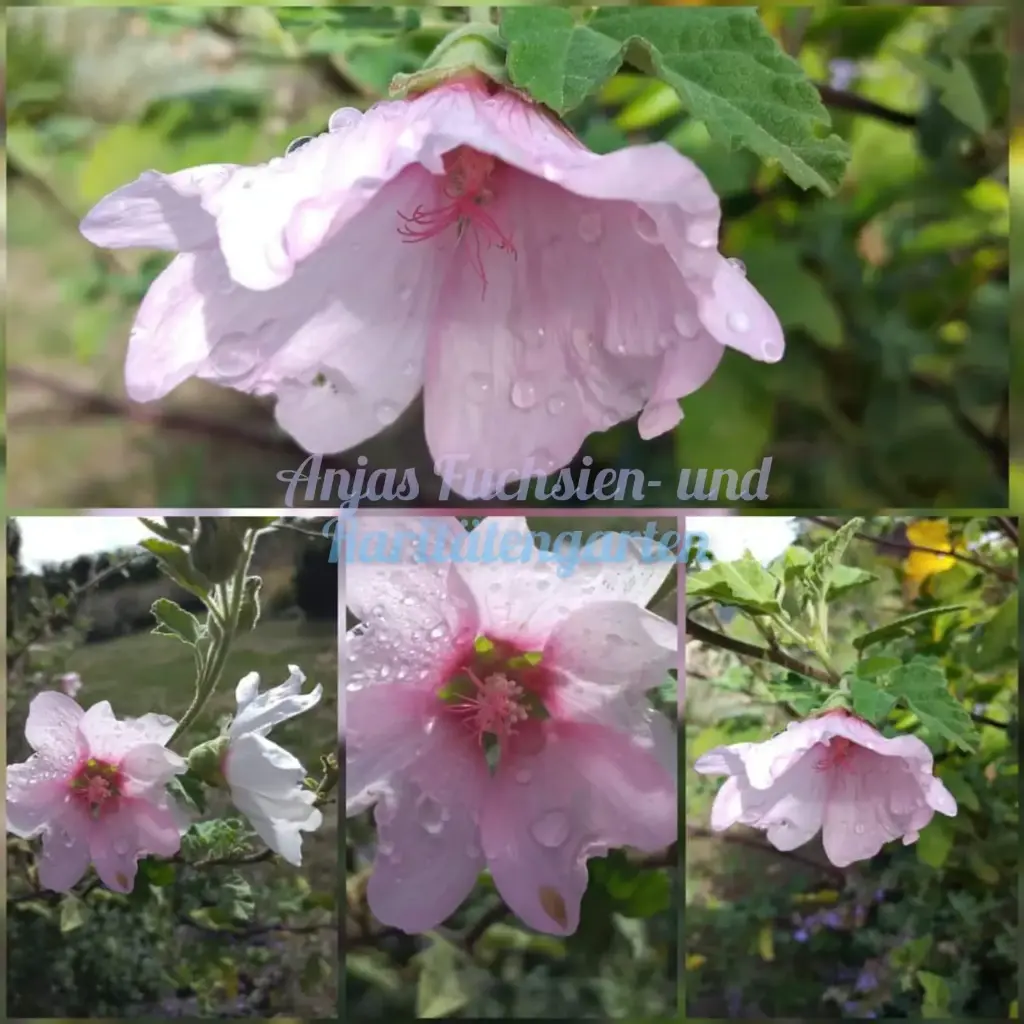 Echter Apotheker-Eibisch