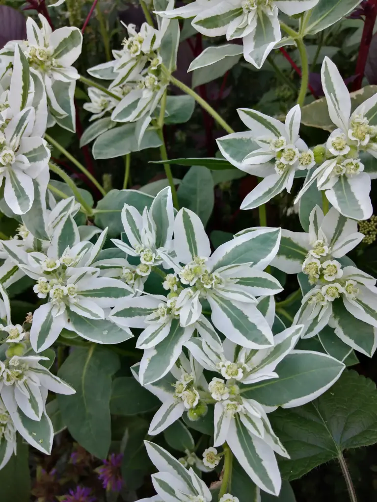 Bergschnee