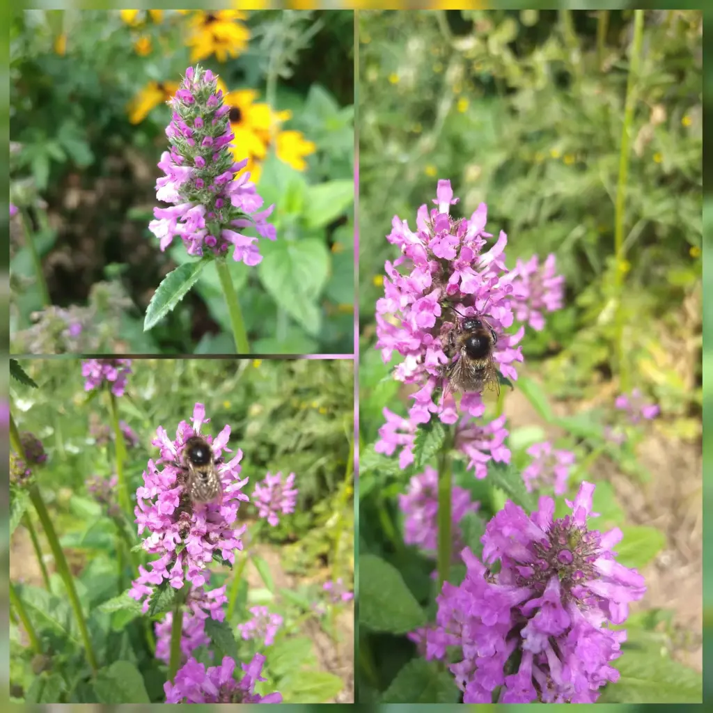 Heilziest/Rosa Ziest