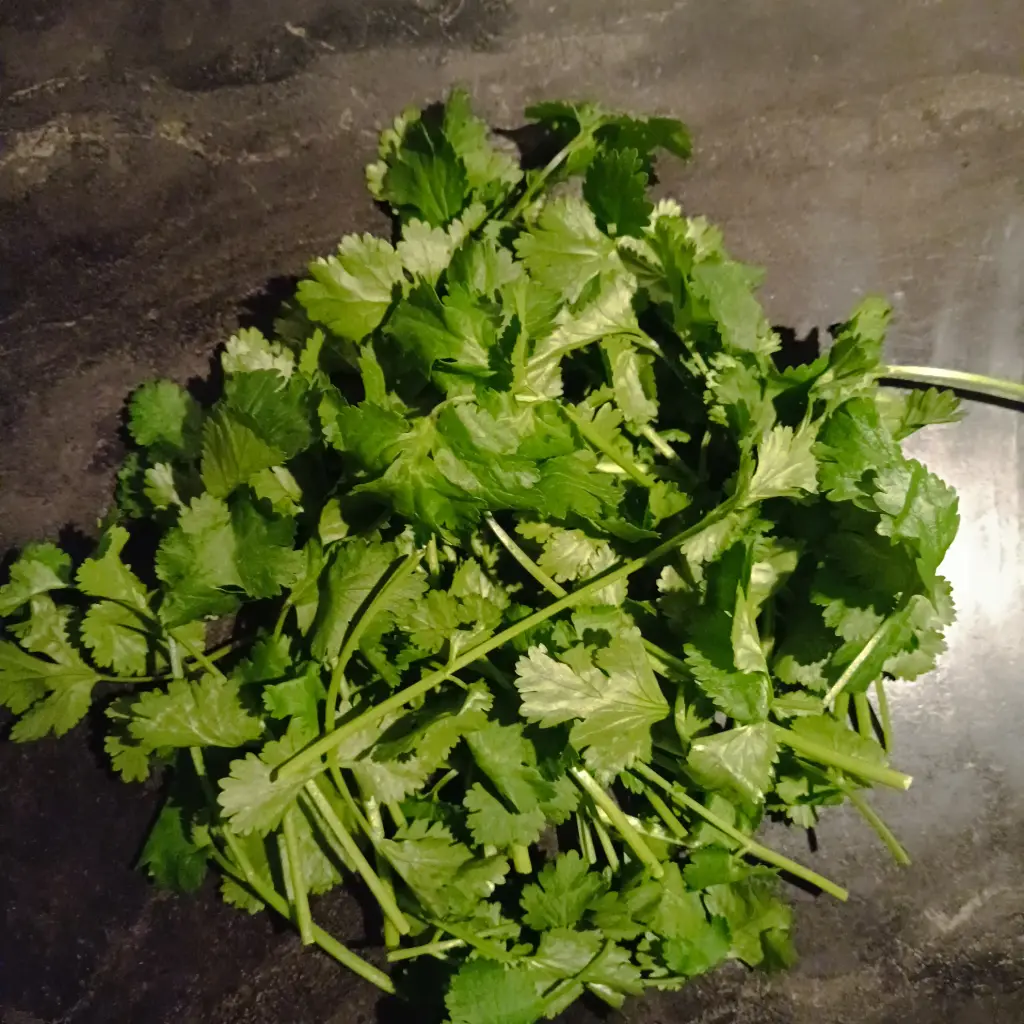 Koriander