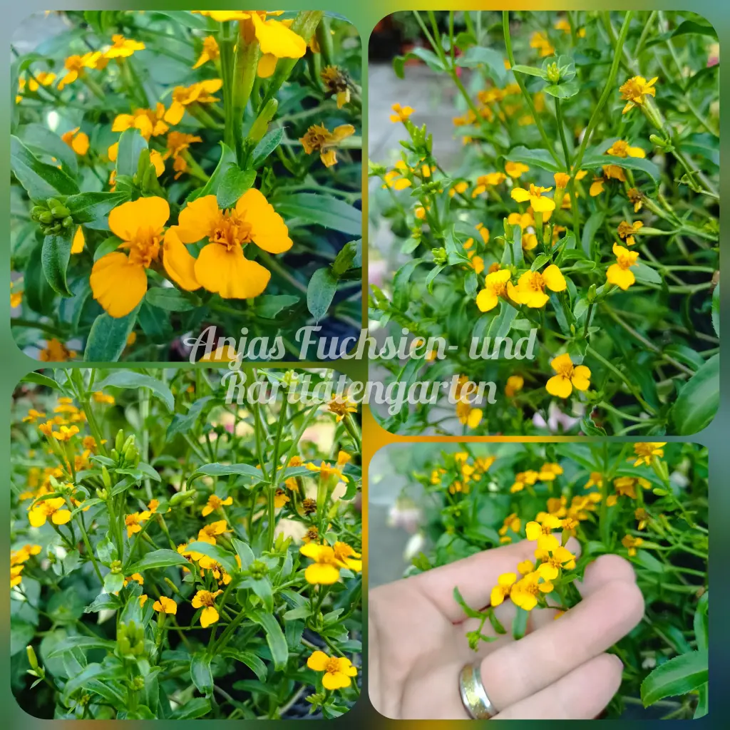 Mexikanische Gewürztagetes
