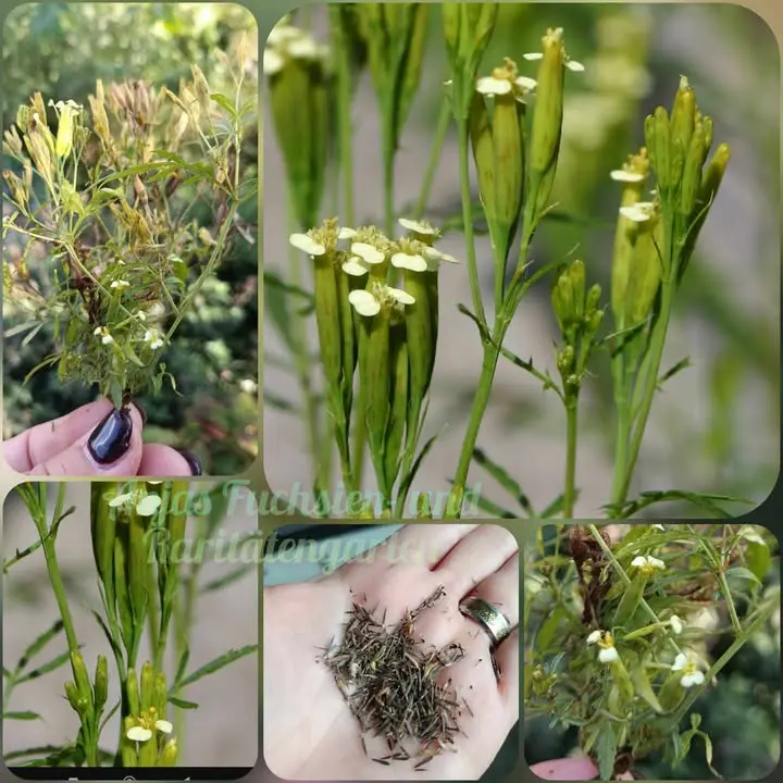 Mexikanische Riesentagetes