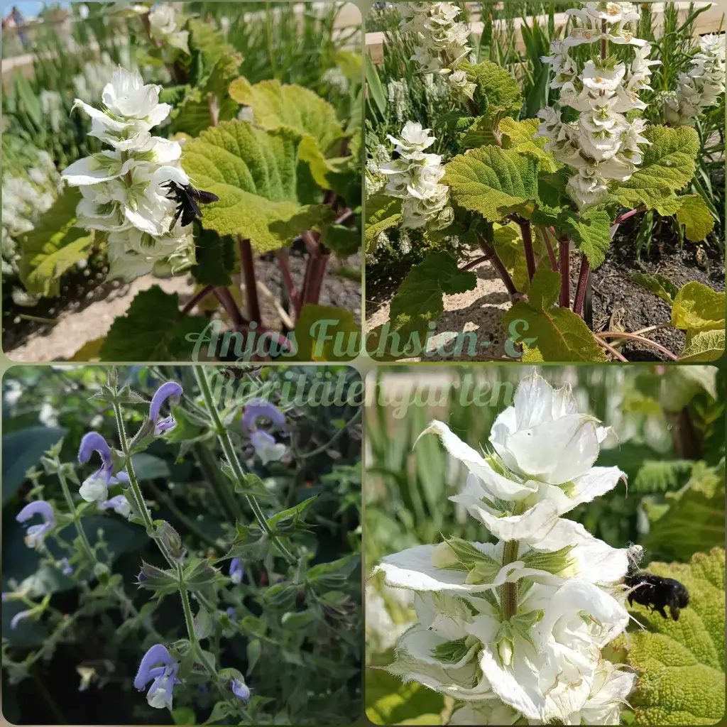 Muskatellersalbei (Blau)