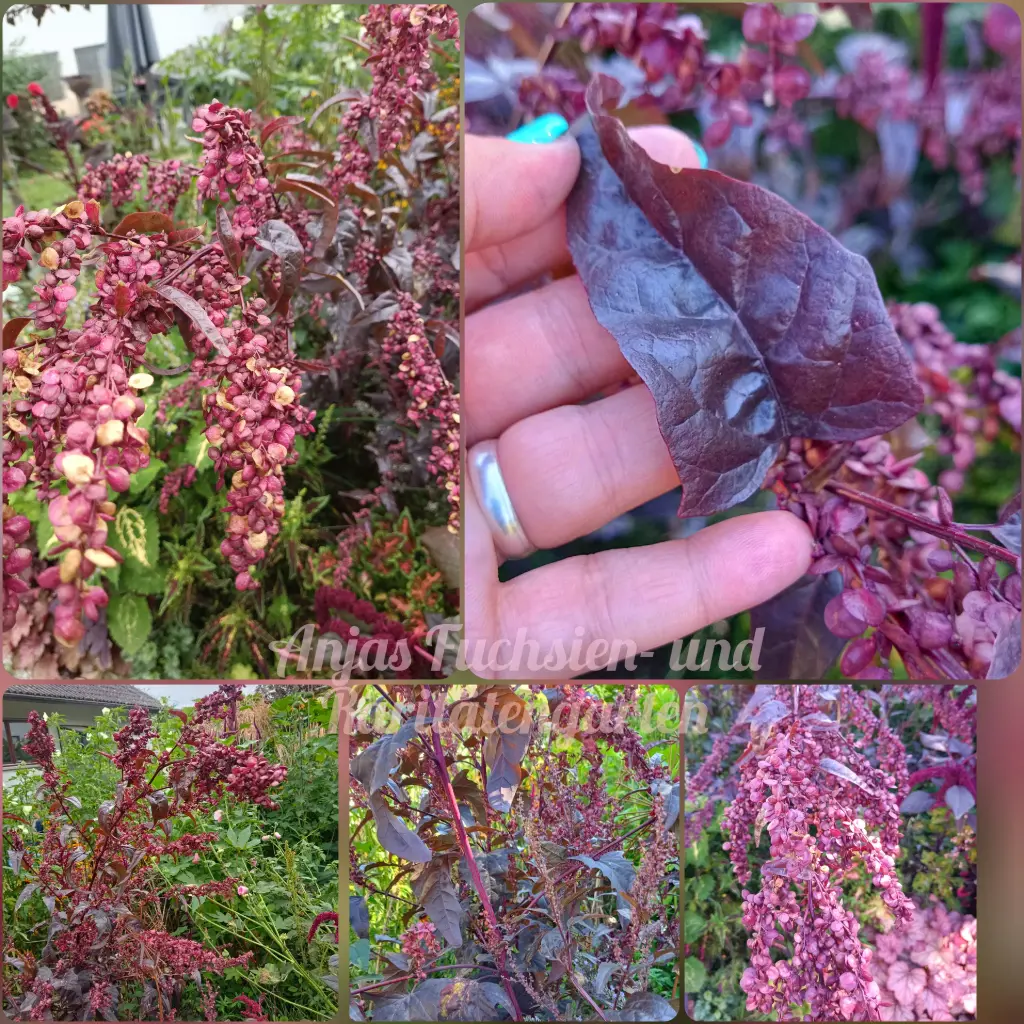 Rote Gartenmelde