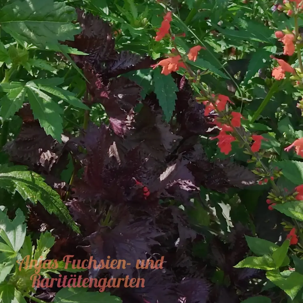 Rote Perilla