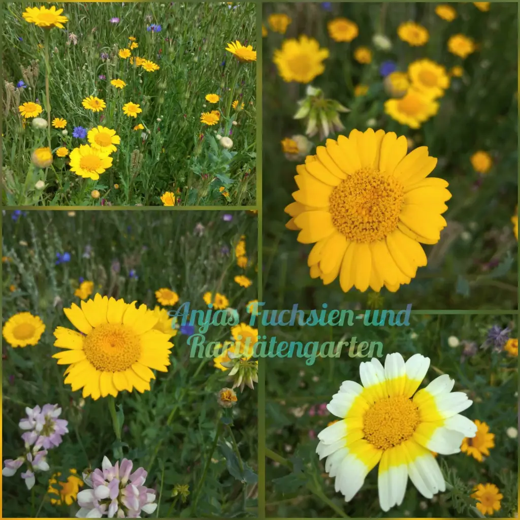 Speisechrysantheme