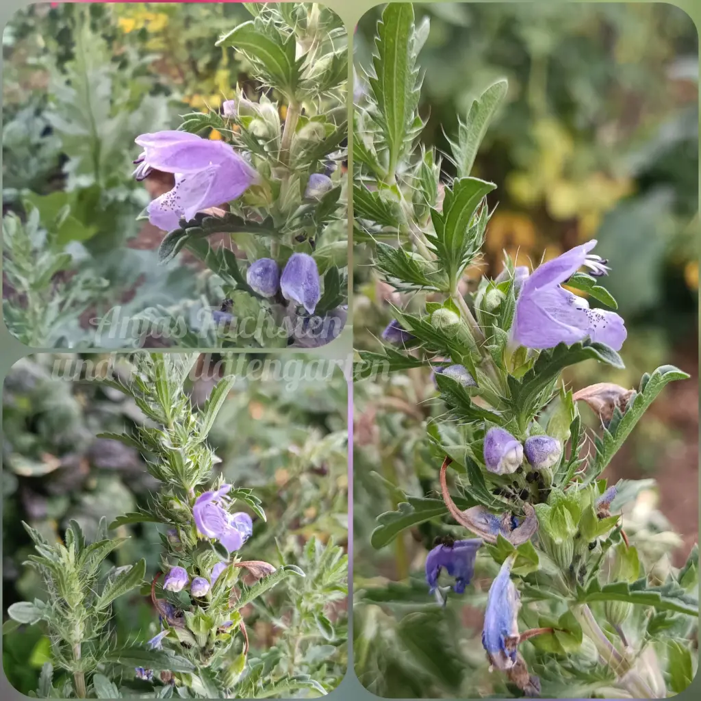 Türkischer Drachenkopf