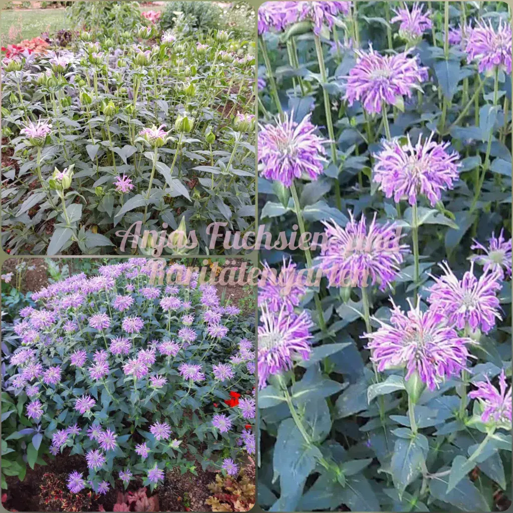 Wilde Indianernessel