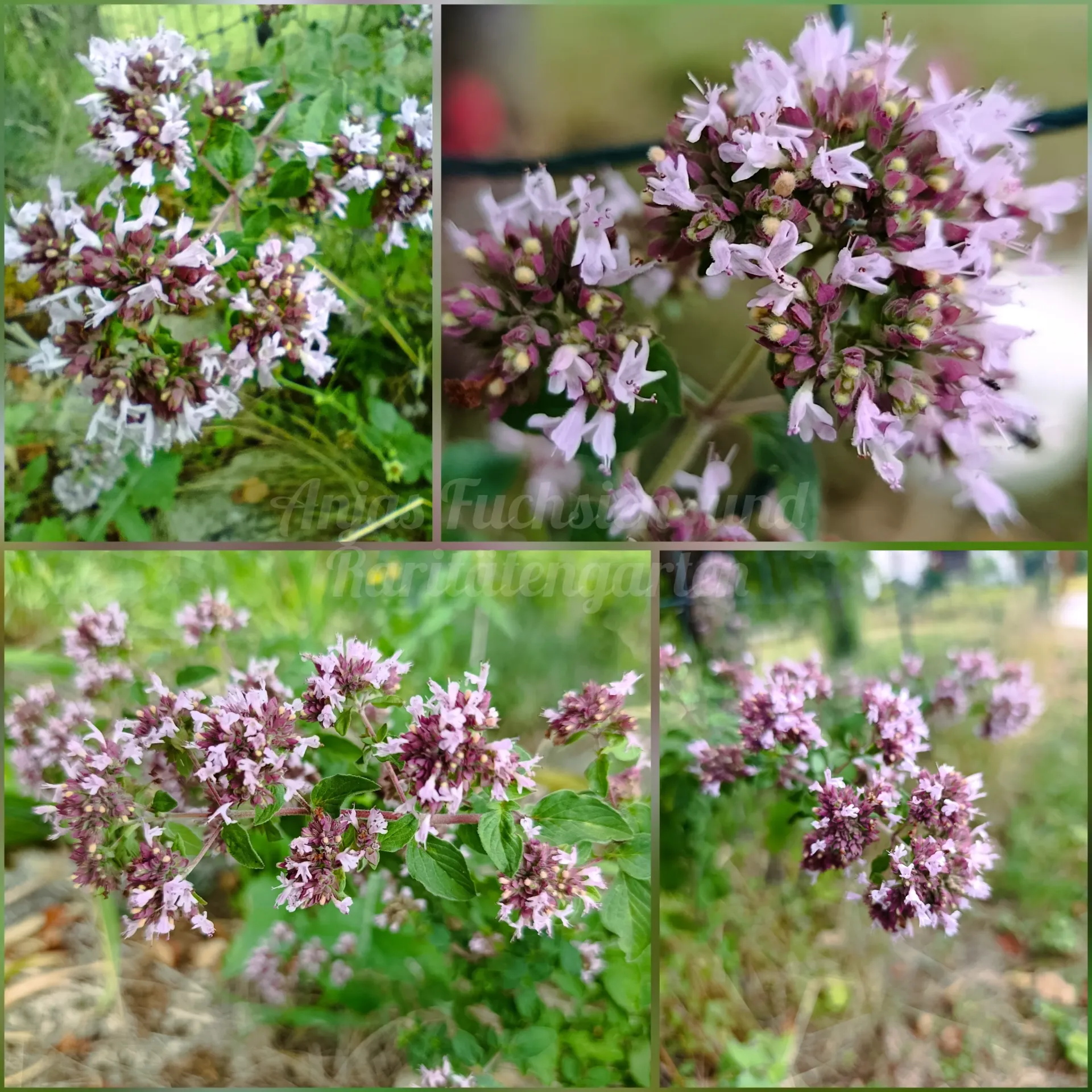 Wilder Oregano/ Echter Dost