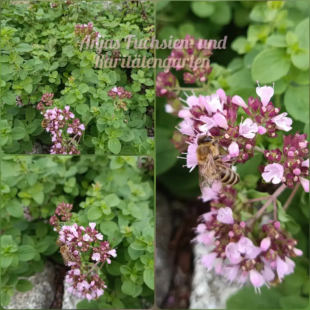 Wilder Oregano/ Echter Dost