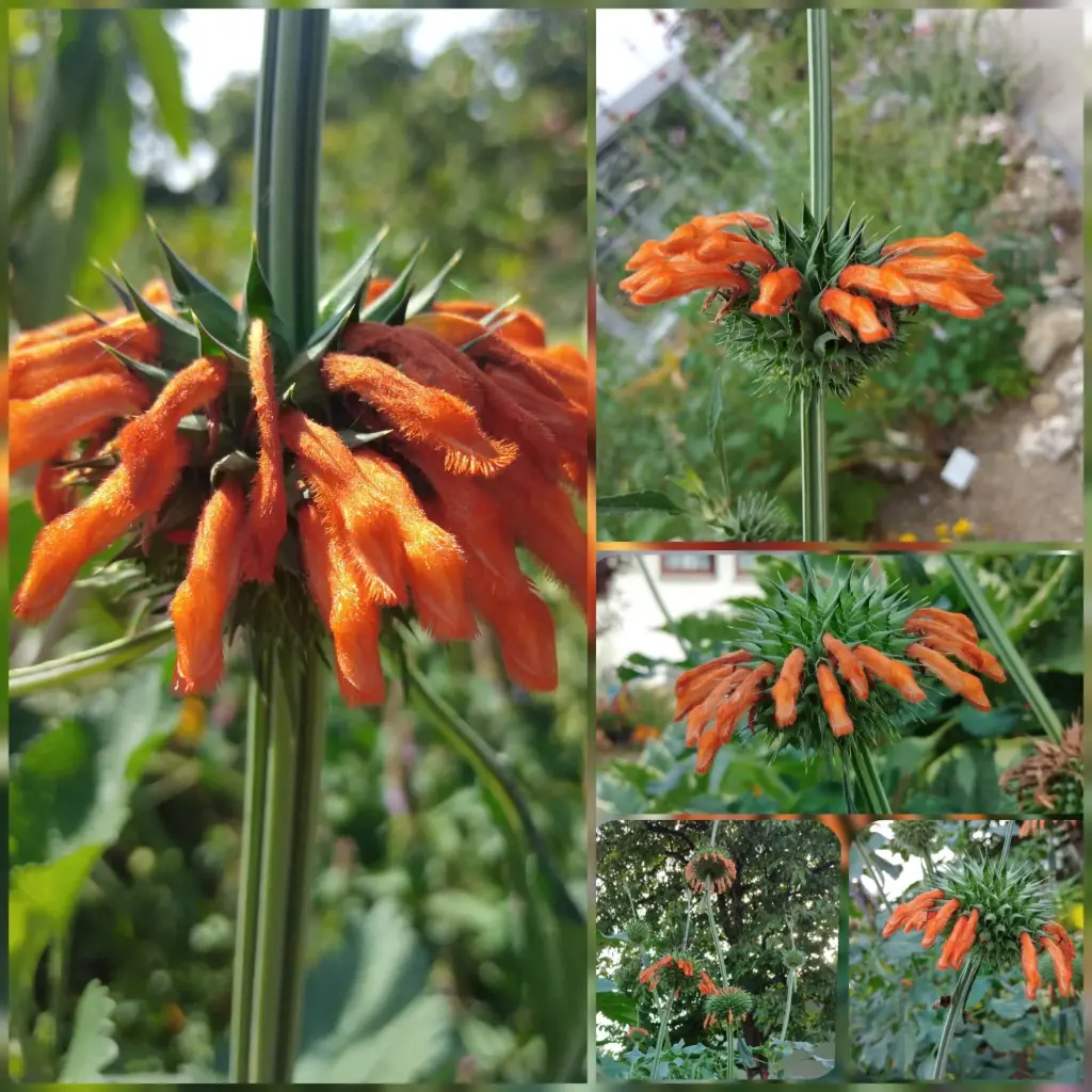 Afrikanisches Löwenohr