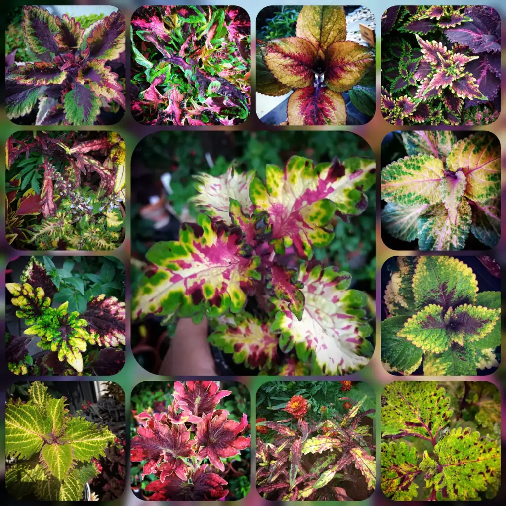 Buntnesseln (Anjas Garten-Mix)