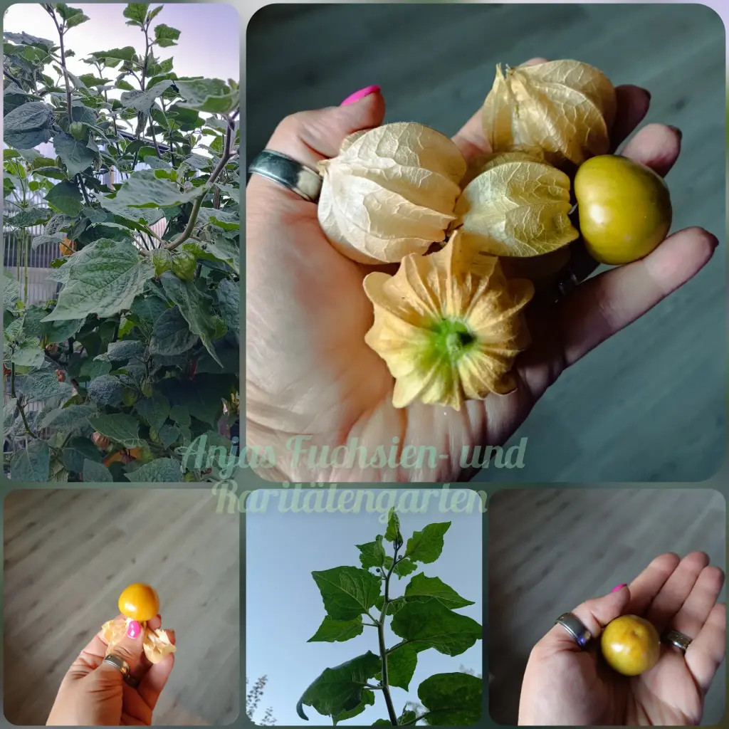 Riesenphysalis 'Schönbrunner Gold'
