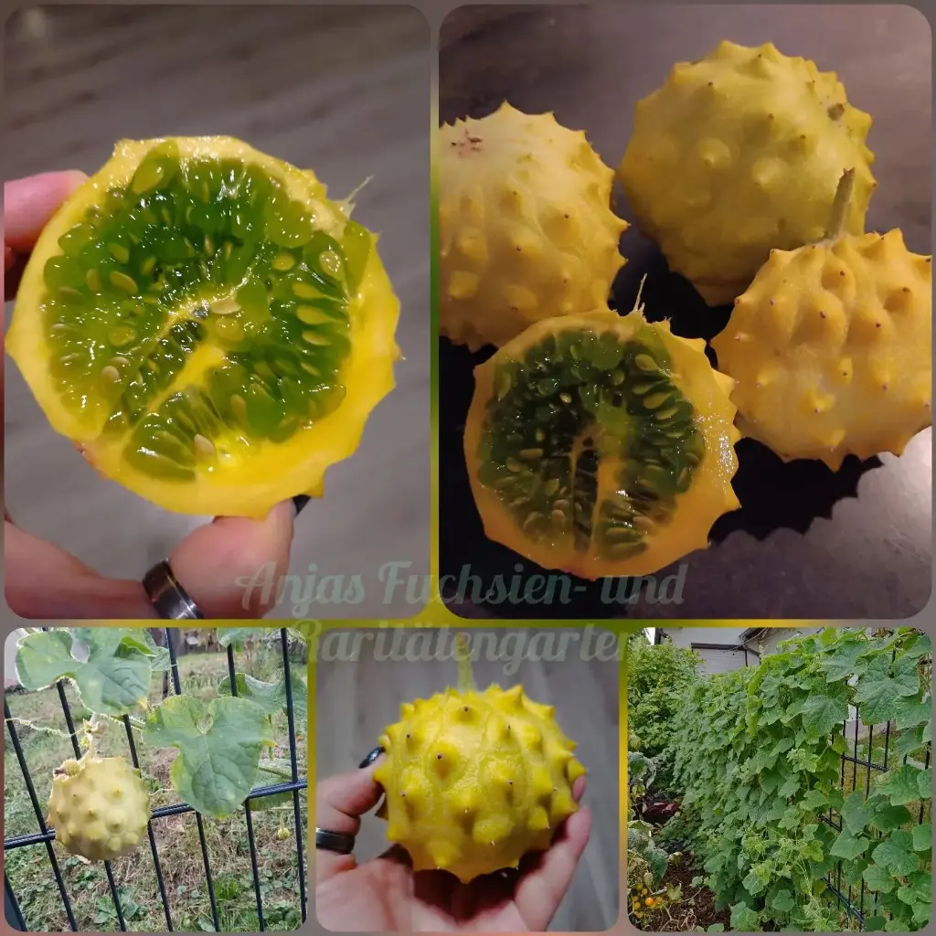 Apfelkiwano