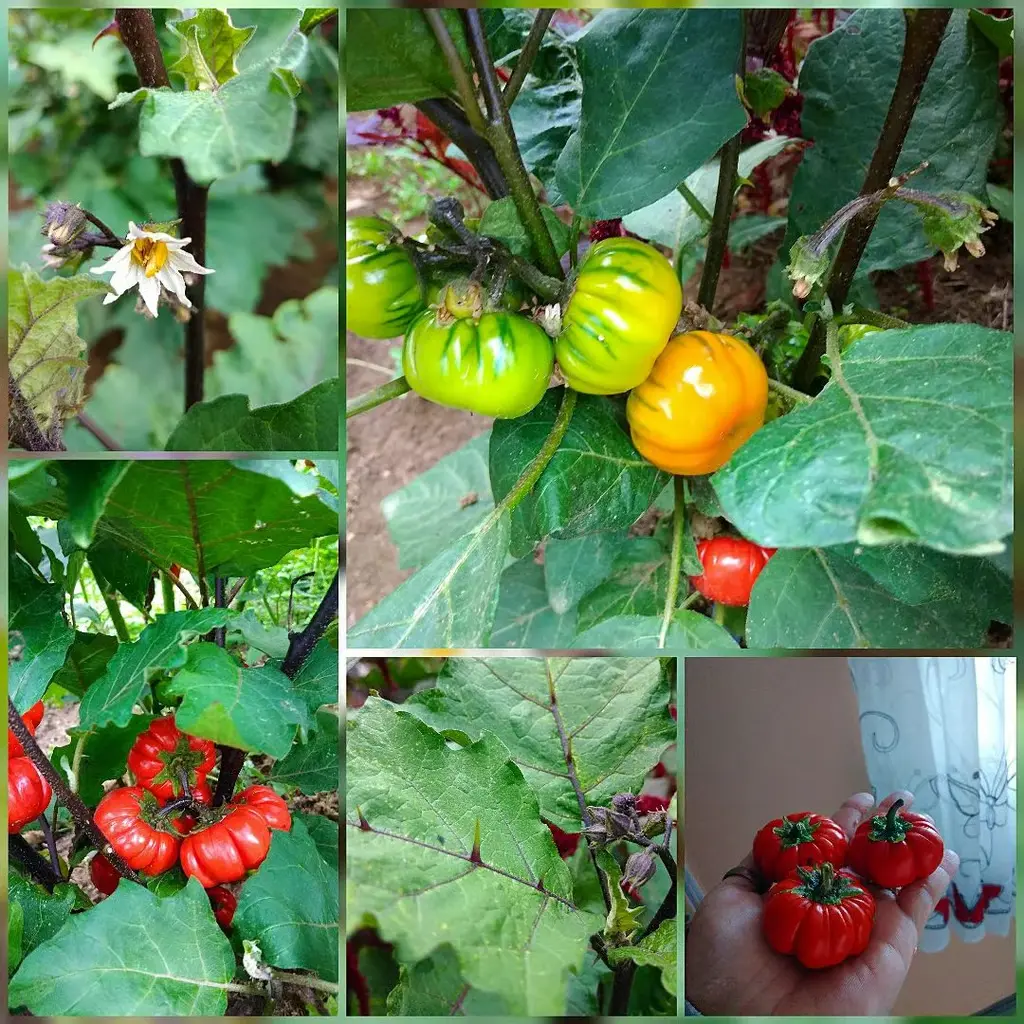 Äthiopische Eierfrucht 'Black'