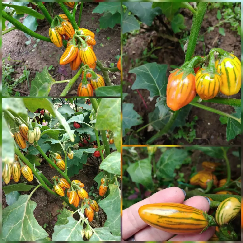 Aubergine 'Striped Toga'