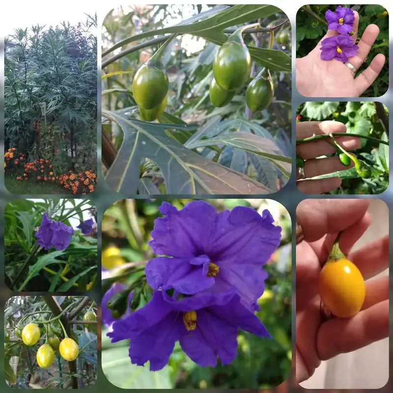 Australischer Känguruapfel