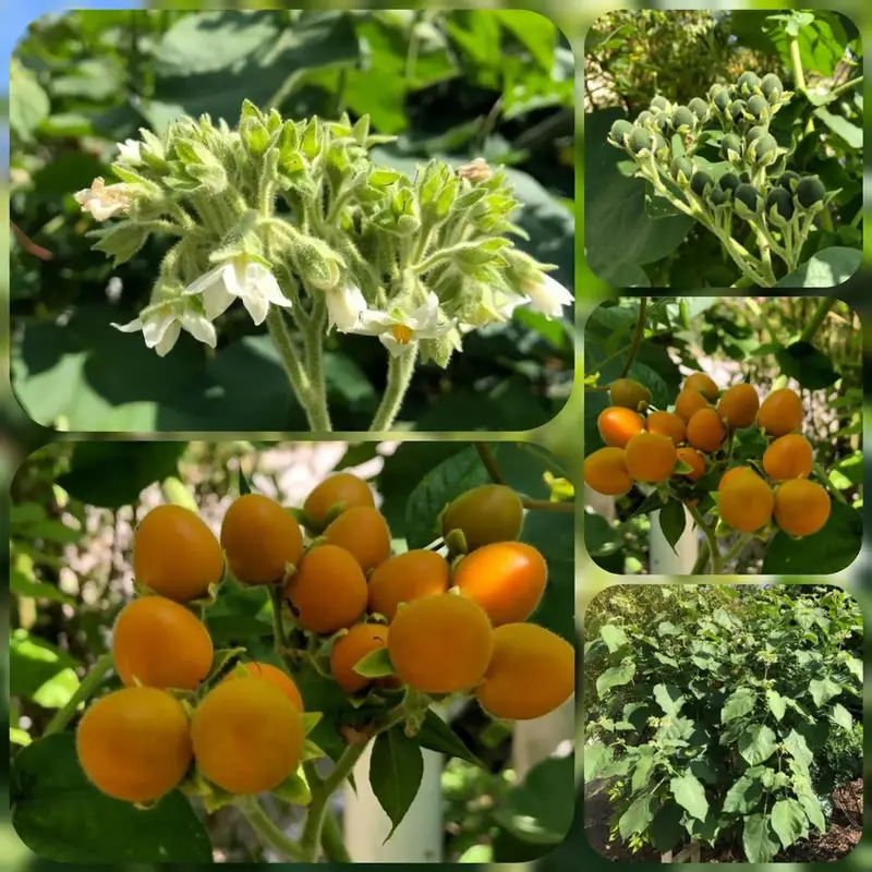 Brasilianischer Samtpfirsich