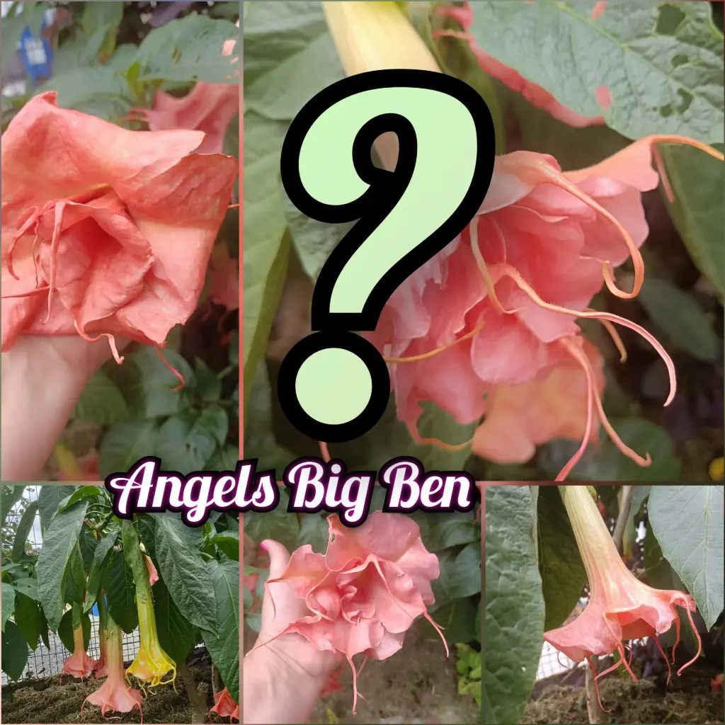 Brugmansia 'Angels Big Ben' x unbekannt