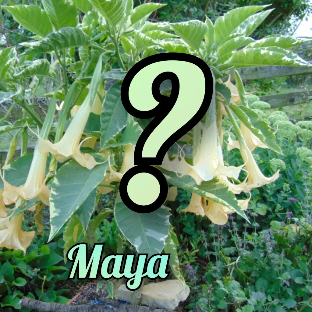 Brugmansia 'Maya' x unbekannt