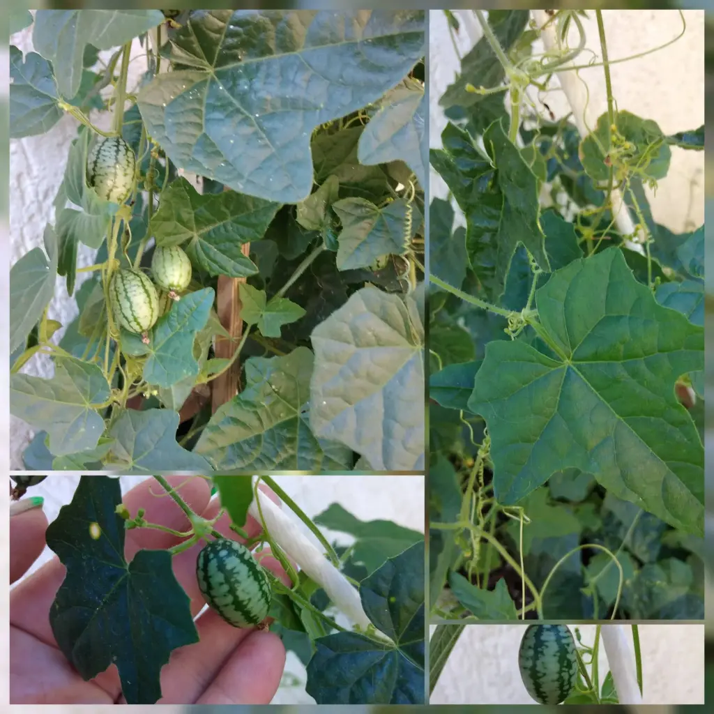 Cucamelon /Mexikanische Minigurke