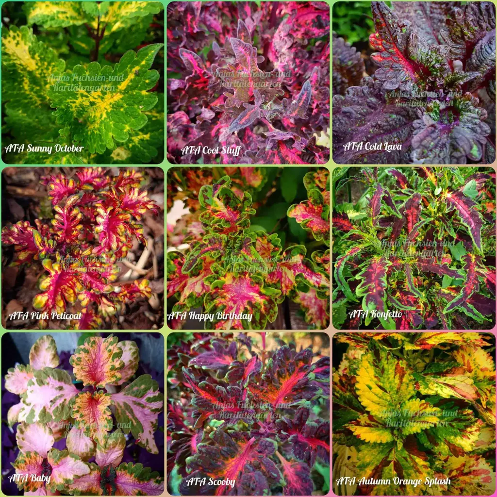 Buntnesseln (ATA Spezial-Mix)