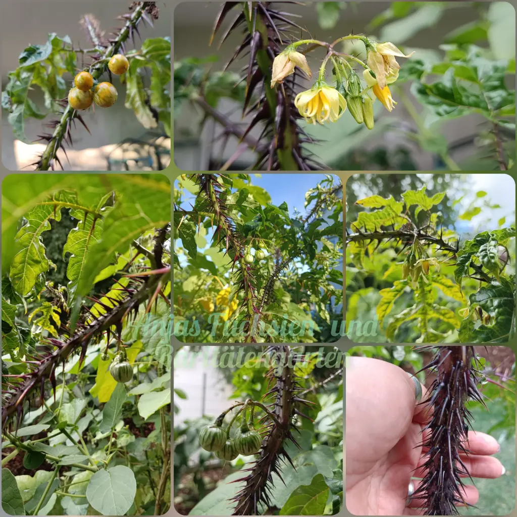 Devils Purple (Purpurvioletter Nachtschatten)