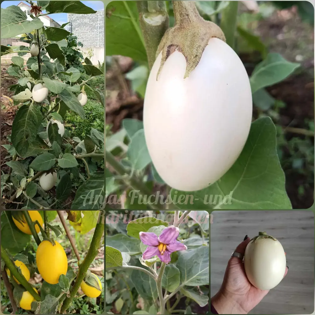 Eierbaum (Mix) | Anjas Fuchsien- und Raritätengarten
