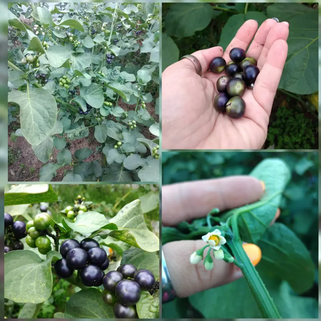 Garden Huckleberries