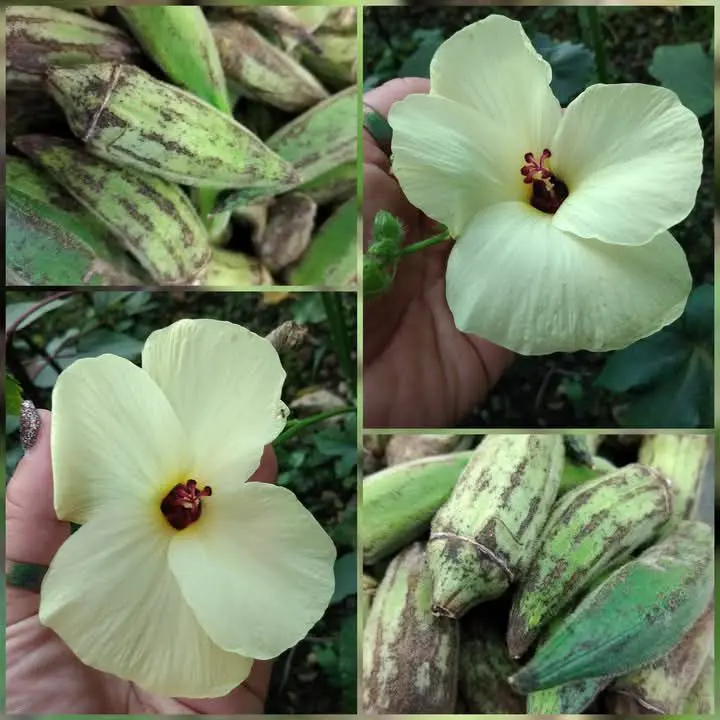 Gemüsehibikus (Okra)