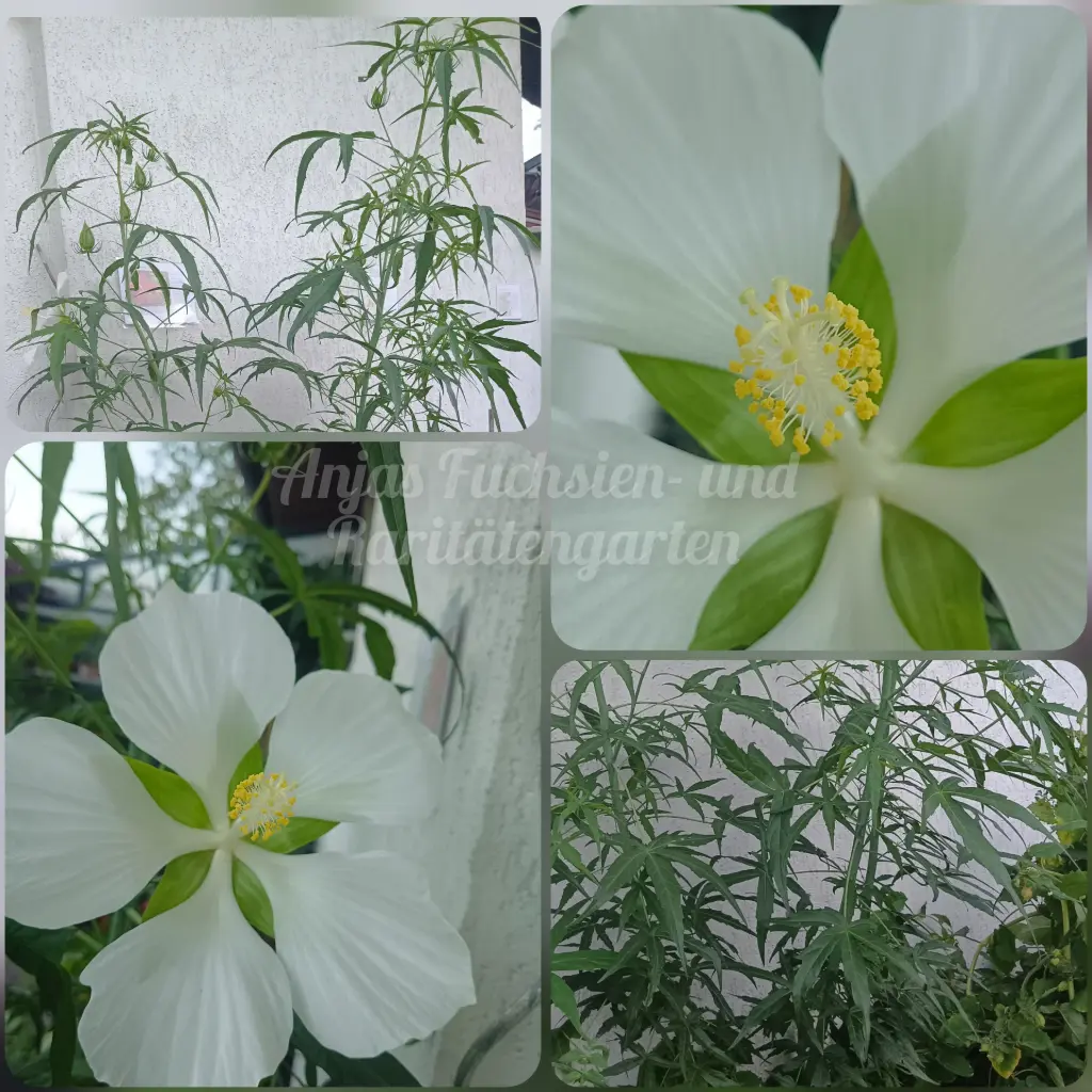 Hibiskus 'White Texas Star'