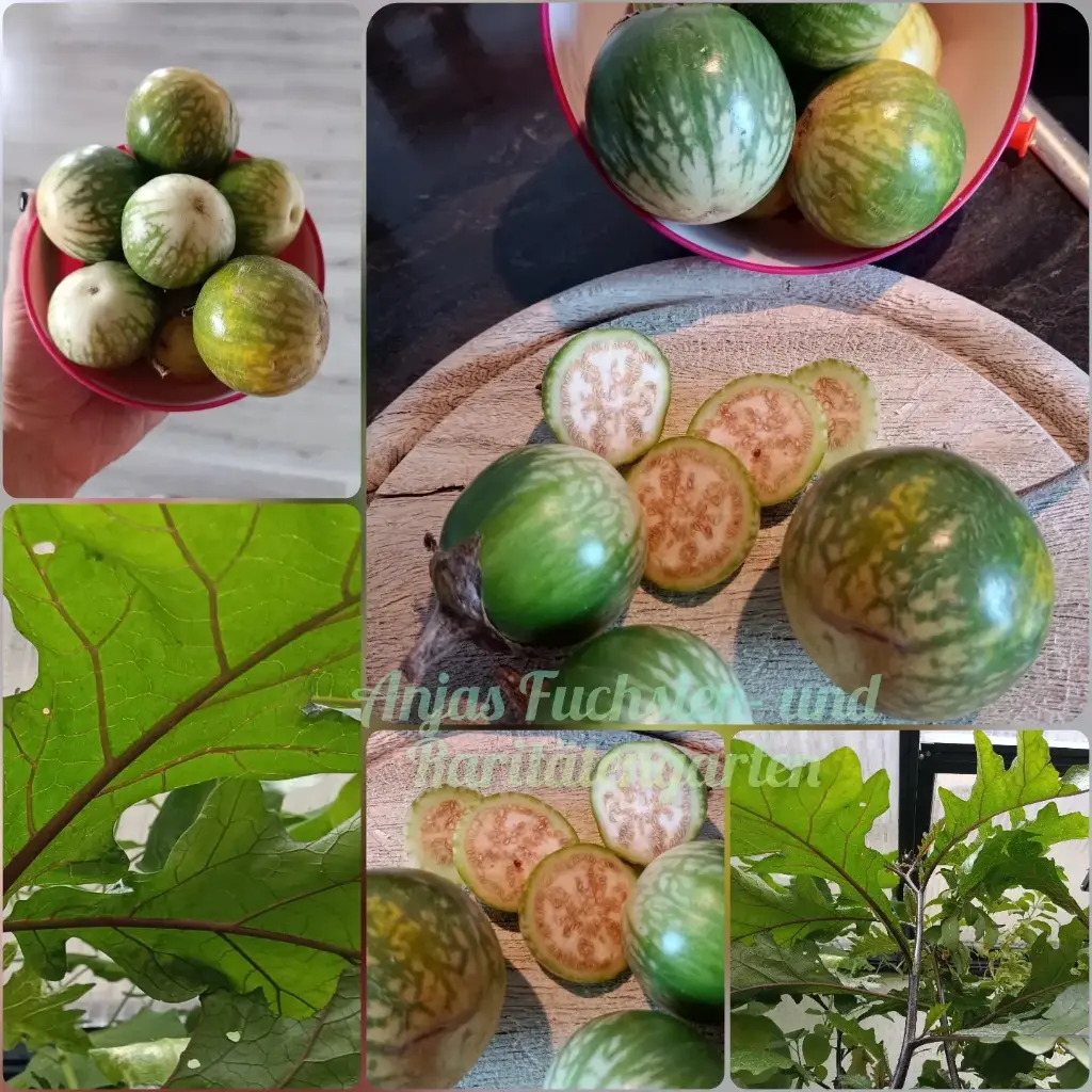 Kantakari (Thai-Aubergine)