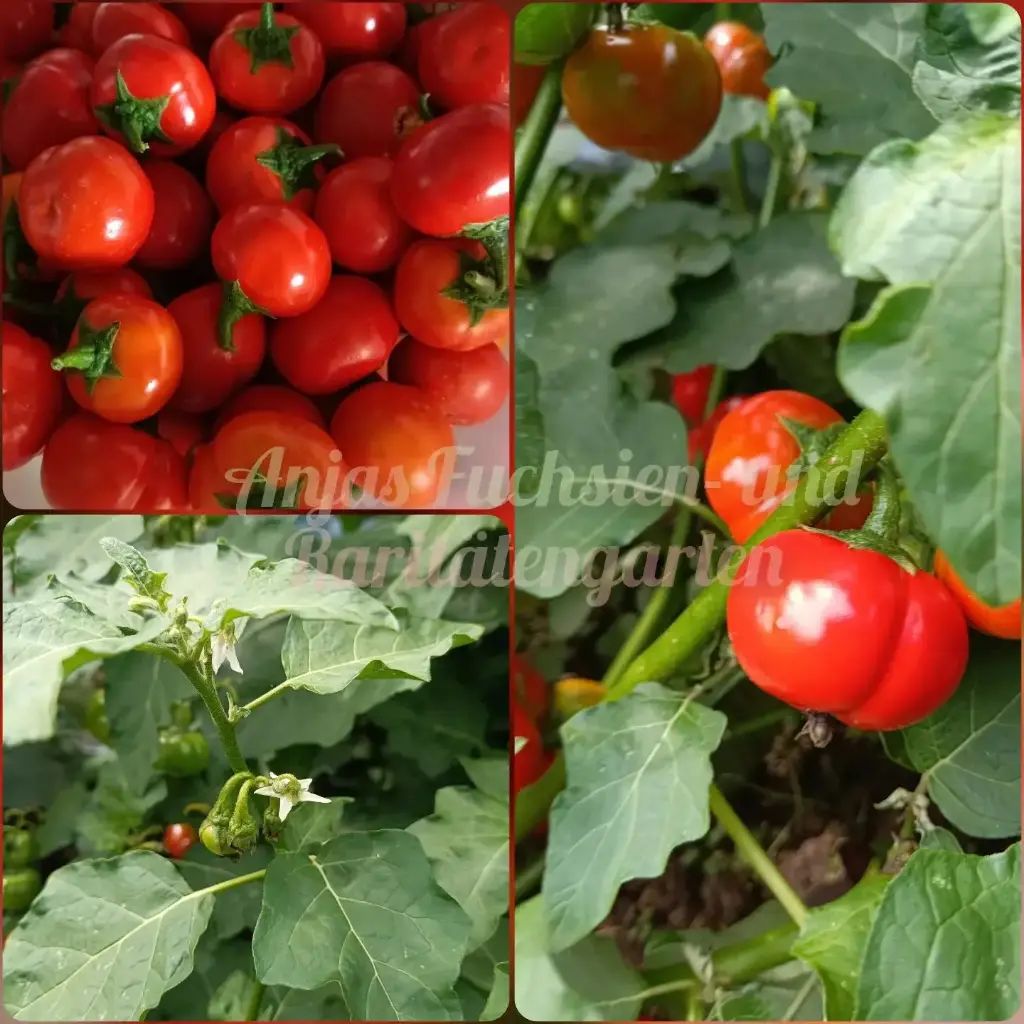 Menschenfressertomate