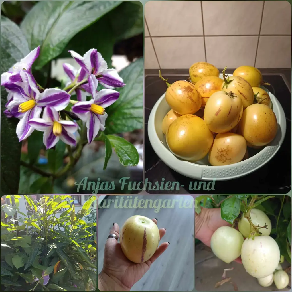 Pepino (Melonenbirne)