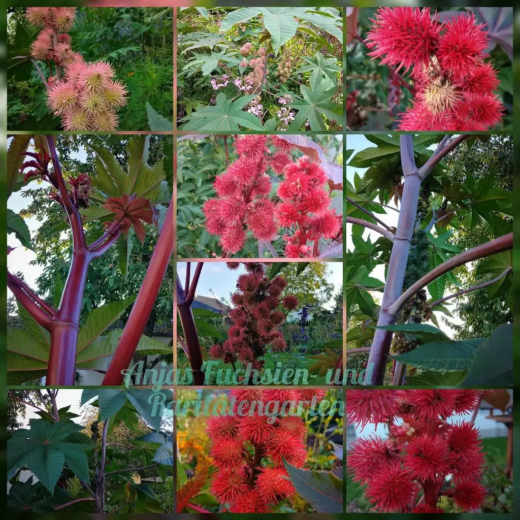 Ricinus (Mixpaket)