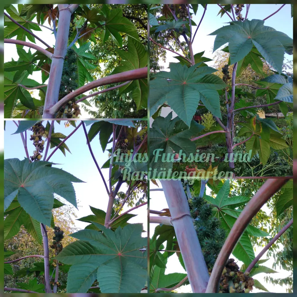 Riesenricinus 'Blue Buddha'