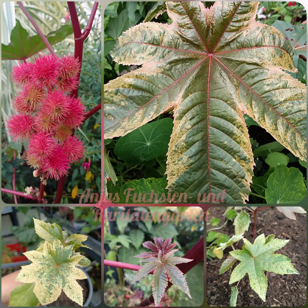 Ricinus Buntlaubig 'Variegata'