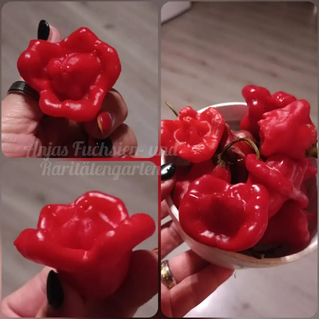 Chili 'Rosenchili'