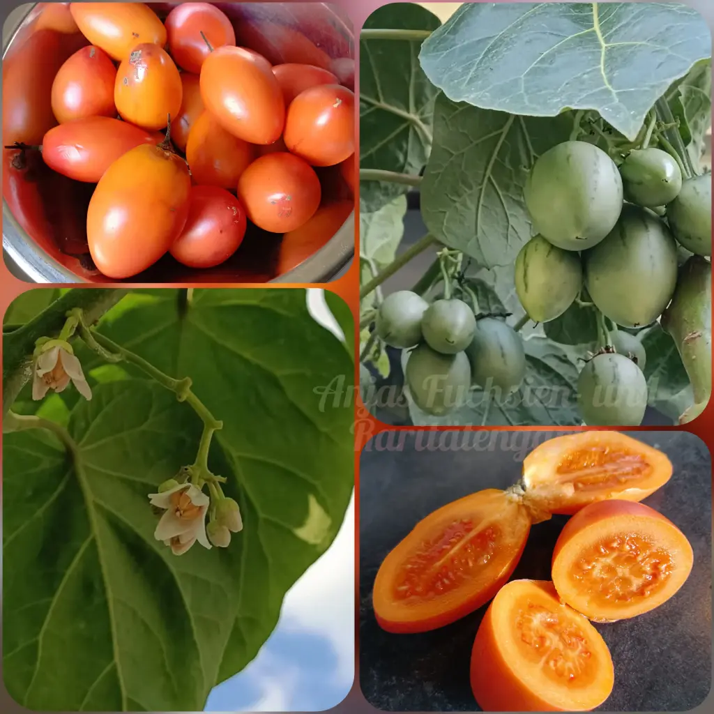 Tamarillo Gold