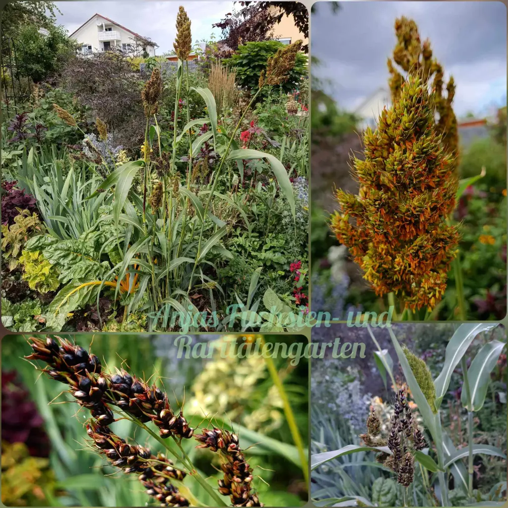 Schwarze Durrha-Hirse