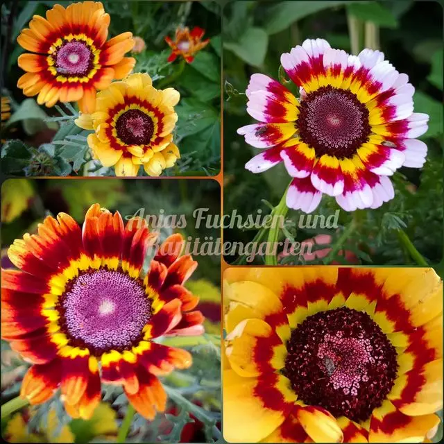 Bunte Wucherblume