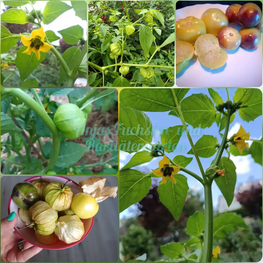 Tomatillo (Mix)