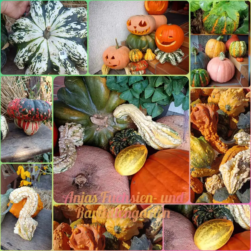 Kürbismix (Herbstdekoration)
