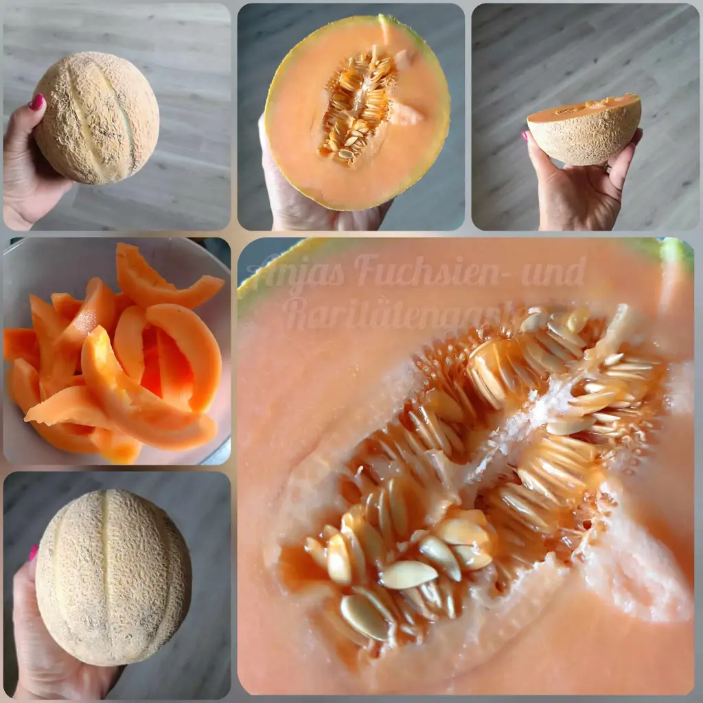 Anjas Cantaloupemelone