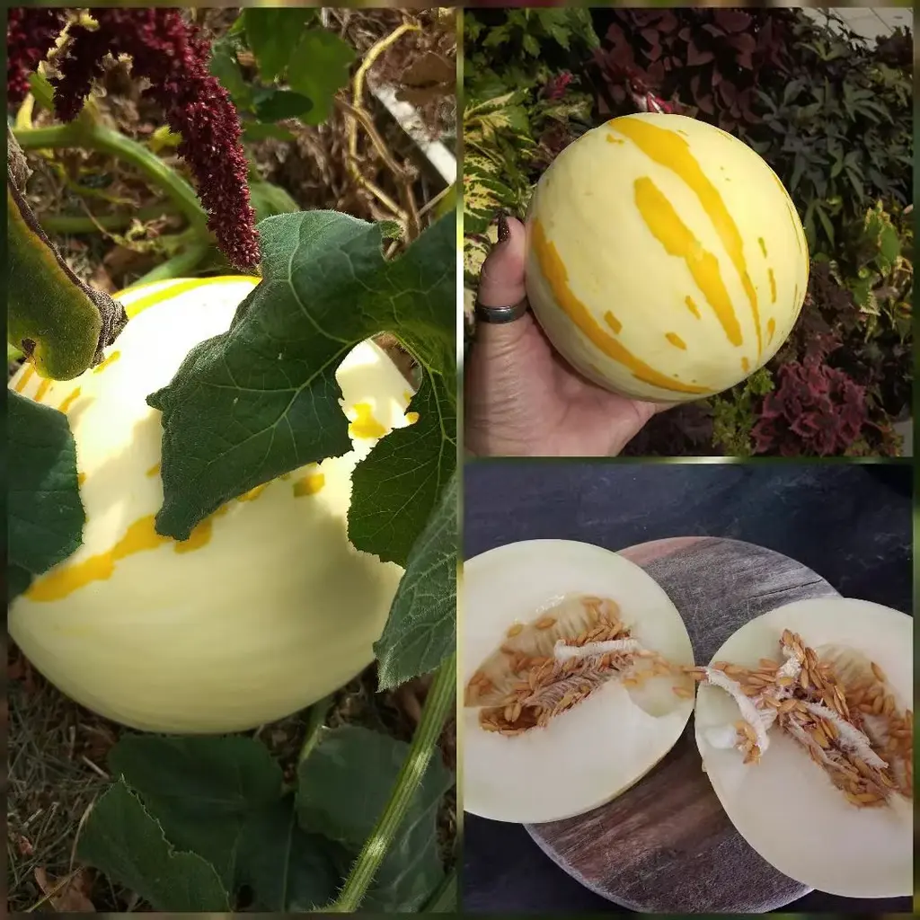 Dinoeier-Melone