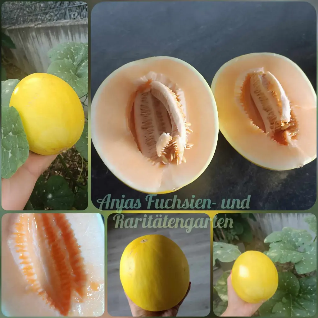 Honigmelone 'Golden Sugar Baby'