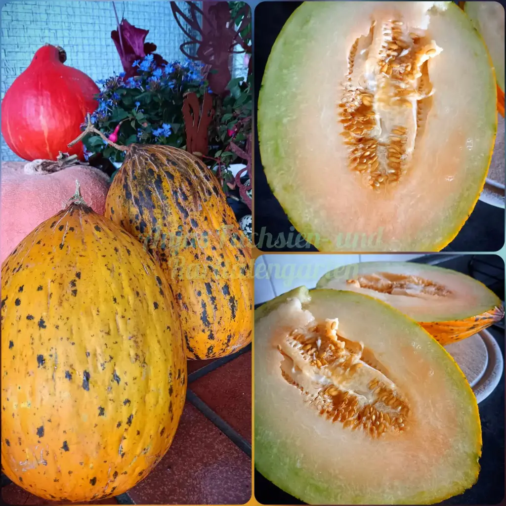 Türkische Leopardmelone