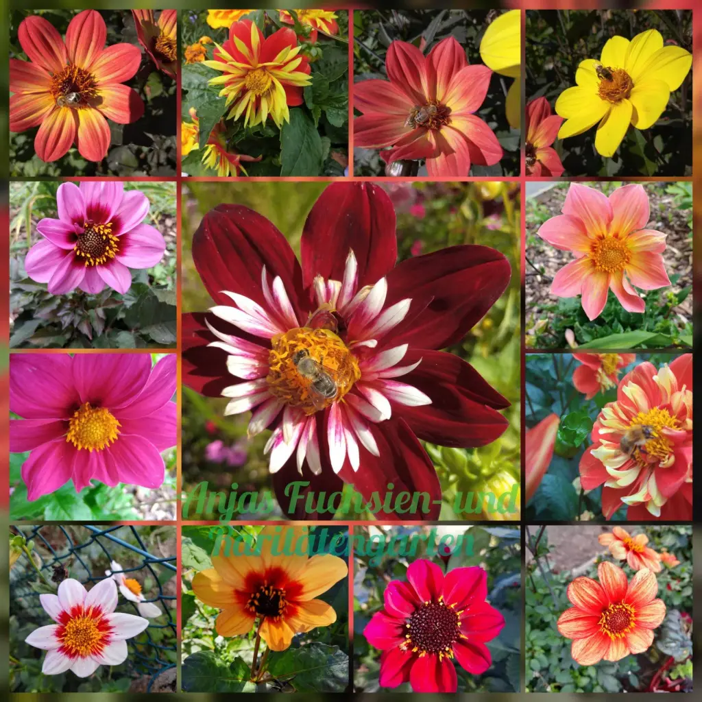 Einfachblühende Zwergdahlien